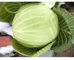 Premium Quality Fresh Cabbage From Turkey Fast Shipping with carton