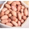 Natural Raw Peanut