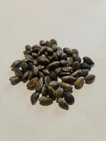 Pine tree seeds Pinus Eldarica