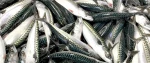 fresh and frozen mackerel(Scomber scombrus)