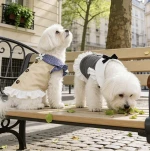 Custom Luxury Pet Wedding Dress, Designer Cat & Dog Tuxedo & Bridal Gown, Premium Polyester Formal Attire for Small Pet
