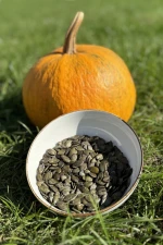 Styrian type GWS Pumpkin Seeds from Producer Poland