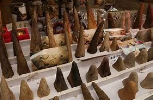 Rhinoceros horns for sale