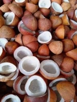 Kelapa segar