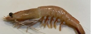 High Quality King Prawn