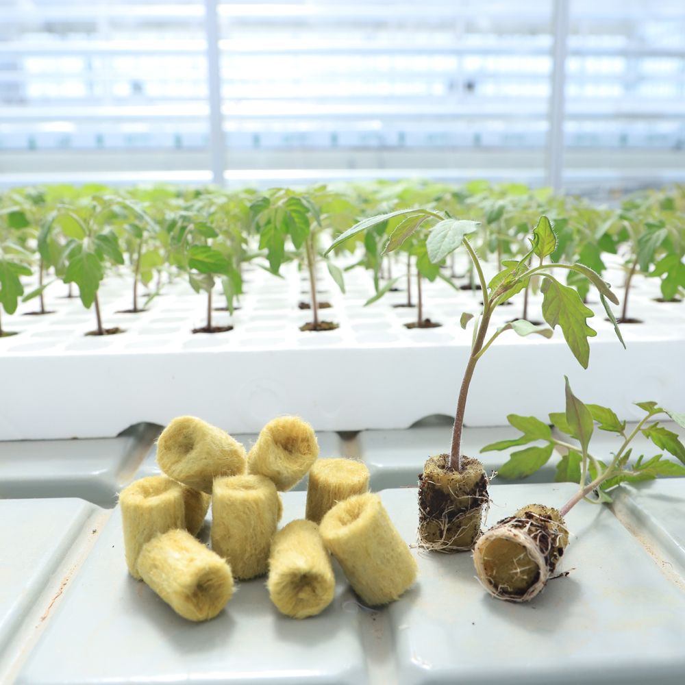 Buy Upuper Cp R20 Propagation Rock Wool Plug With Foam Seedling Tray ...