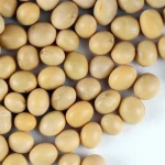 Organic Non-GMO Yellow Soybean Premium Quality Fresh Soya Beans Export Grade for Soybean Importers