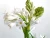 Import Tuberose Flower from India