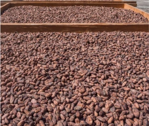 High Grade Cocoa Beans