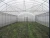 Import 10 years warranty etfe agricultural greenhouse film mushroom greenhouse film greenhouse plastic sheet film for agricultural use from China