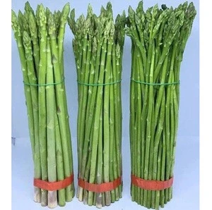 100% Fresh Fresh Green Asparagus in Bulk