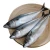 Import 100% Quality Sea fish best seafood with fresh frozen mackerel fish/ pacific mackerel from Belgium