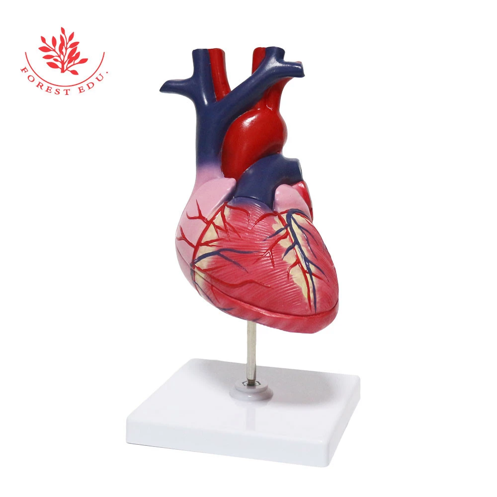 2 Parts Anatomical human teaching plastic medical heart model