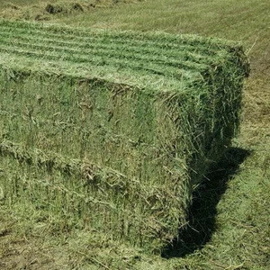 Alfalfa hay