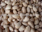 Almond in Shell