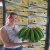 Import bananas from Ecuador