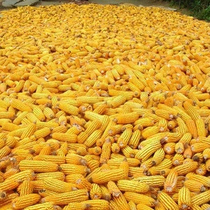 Best Yellow Corn For Human And Animal feed