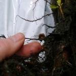 bio fertilizer manufacturer  rhizobium hot sale rhizobium bacteria inoculum rhizobium  biological fertilizer