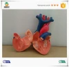 BIX-A1054 Teaching Resources Natural Size Human Heart Anatomical Model