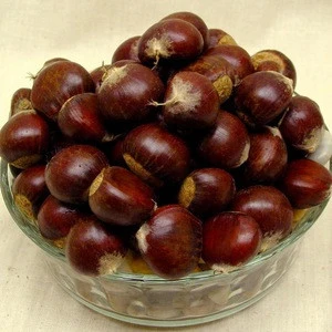 buy Top Grade Chest nuts, Inshell chestnut chestnut kennel raw fresh chestnuts