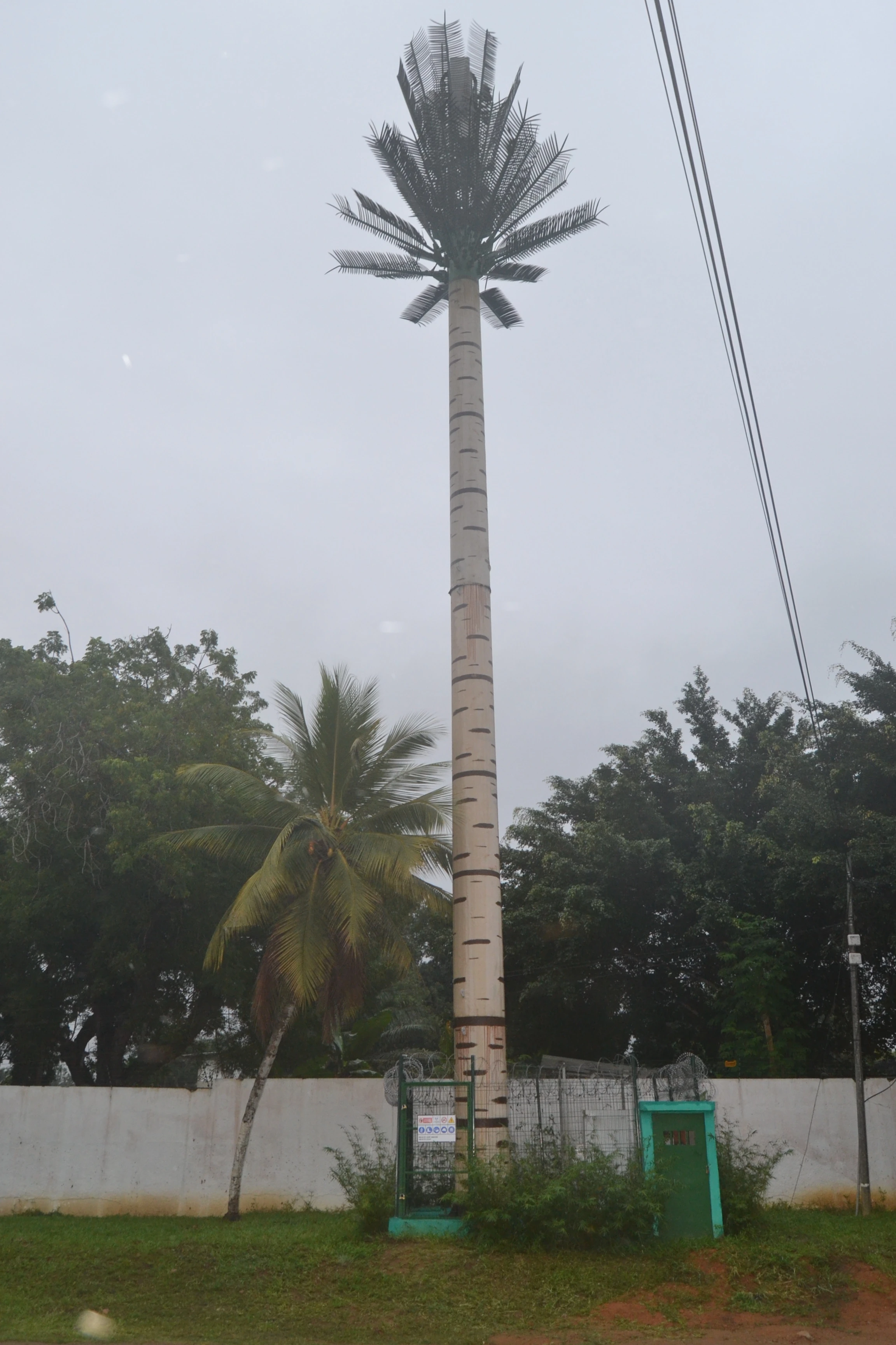 Camouflaged tower-Palm Tree Tower-telecommunication
