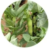 China factory Organic healthy  broad split beans