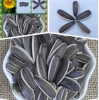 Chinese Sunflower Seeds in lower price but big kernel