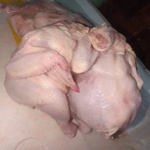 European Poultry Meat frozen whole chicken, Chicken Feet / Chicken Paws For Sale