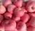 Import Exporter Fresh Red Fuji Apple Fruits Natural.. from South Africa