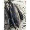 Factory Seafood Frozen Blackfin Fish Tuna