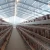 Import Factory supply Steel H-Beam best price from China