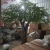 Import Fake Big Trees Large Indoor Decorative Artificial Oak Tree for Restaurant from China