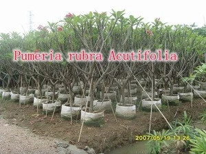for outdoor landscaping ornamental bonsai plants