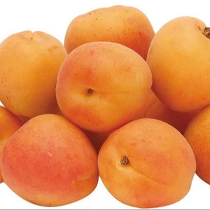 Fresh Apricots, Cheap Fresh Apricots, Grade A Fresh Apricots, Fresh Apricots EU Origin, FRESH APRICOTS FOR SALE