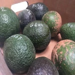 Fresh Avocado - Fresh Avocados/Frozen Avocado- Best Price and Quality