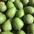 Import Fresh Avocados - Jason +84 979 004 967 from Vietnam