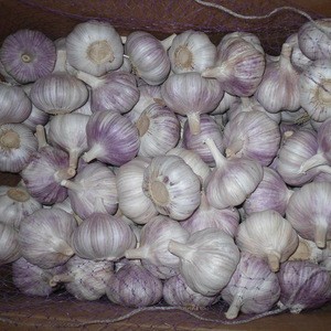 Fresh Big White Garlic FOR SALE
