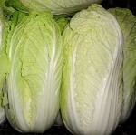 Fresh Chinese cabbage (Napa Cabbage)