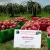 Import Fresh Dragon Fruit For Sale | Red Dragon Fruit Quality from Vietnam