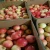 Import Fresh gala apple from China