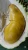 Import Fresh Musang King Durian from Malaysia
