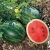 Import Fresh Organic Seeded Watermelon from Mexico
