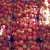 Import Fresh Peaches / Fresh Nectarines Class 1 (Cat 1) Premium Quality for sale. from South Africa