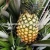 Import FRESH PINEAPPLE - BEST CHOICE FOR TROPICAL FRUIT from Vietnam