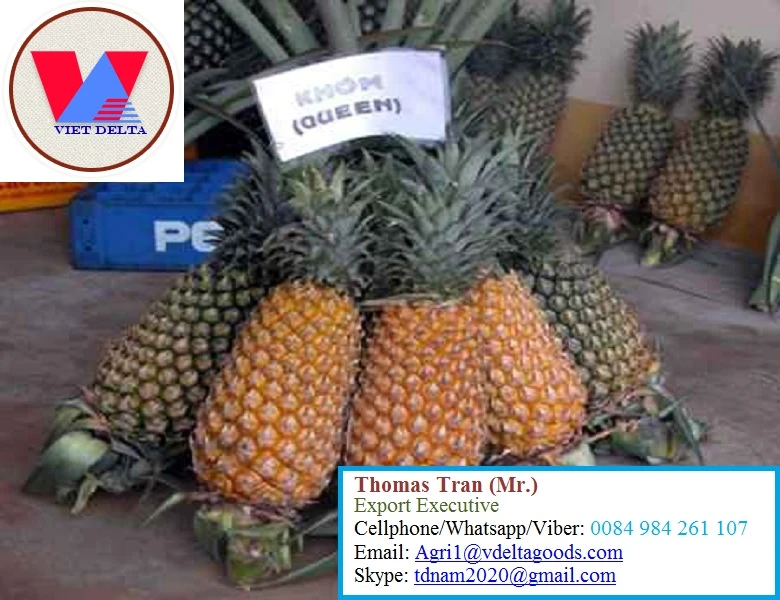 FRESH PINEAPPLE - HIGH QUALITY FROM VIET NAM +84-984261107