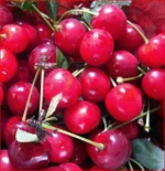 Fresh South Africa Cherry