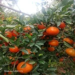 FRESH SPANISH MORKET CITRUS FRUIT