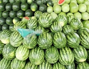 FRESH WATERMELONS IN WHOLESALE