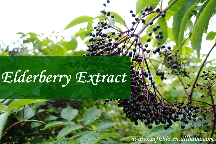 Fruit Extract Elderberry Natural Violet Red Fine Powder Cool Dry Place Liquid-solid Extraction 2 Years 1 Kg All Grade Focusherb