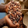High Grade Sun Dried Cocoa Beans For Sale Now from Gabon